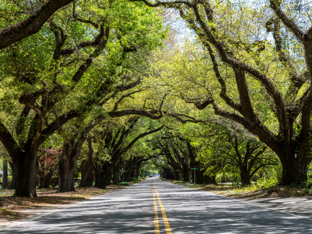 Carolina Signature Homes